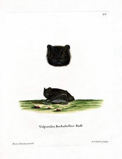 Western Barbastelle (farvet gravering) af German School