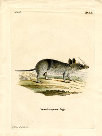 Western Barred Bandicoot (farvet gravering) af German School