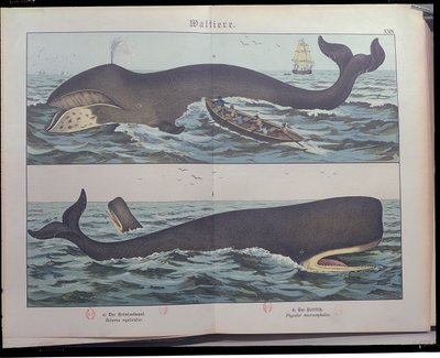 Hvalfangst og spermhval, fra Natural History of Pattedyr (1861) af Gotthelf Heinrich von Schubert (1780-1860), udgivet i Stuttgart, 1886 (farvegravering) af German School