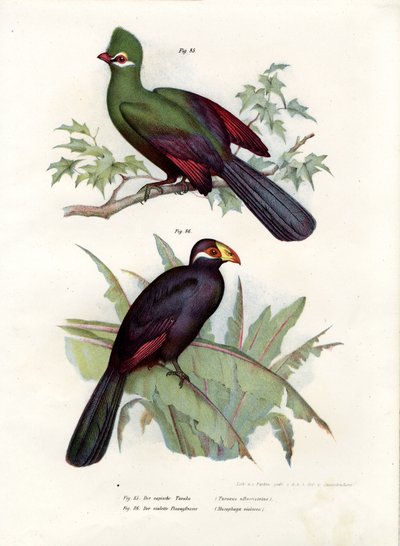 Hvidkammet Turaco, 1864 af German School