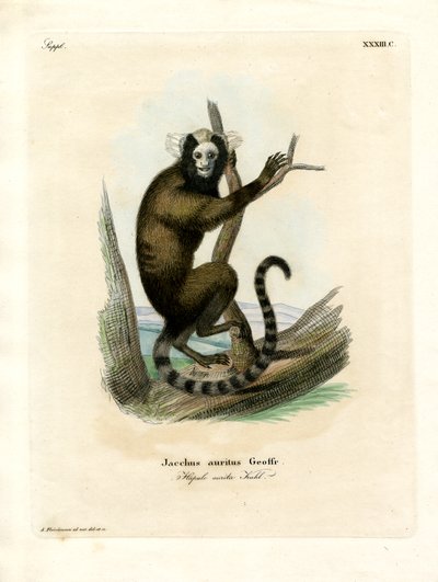 Hvidøret marmoset (farvet gravering) af German School