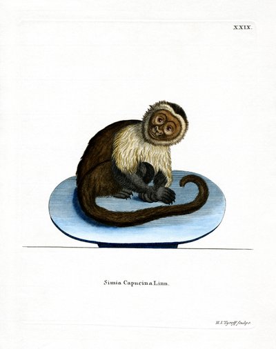 Hvidhovedet Capuchin (farvet gravering) af German School