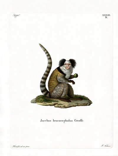 Hvidhovedet marmoset (farvet gravering) af German School