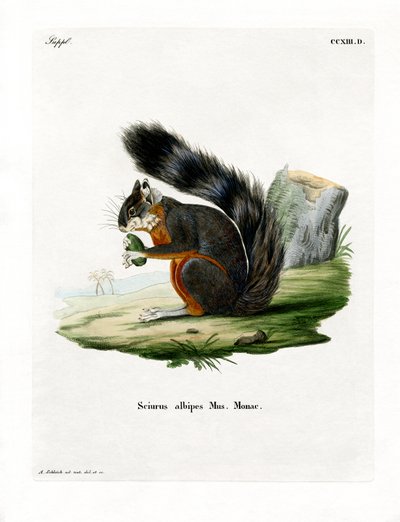 Hvidbenet egern (farvet gravering) af German School