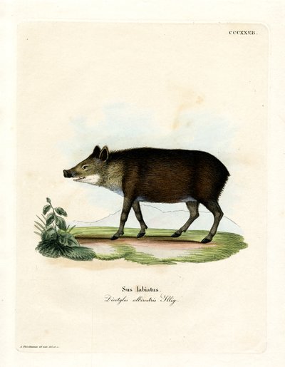 Peccary med hvidlæber (farvet gravering) af German School