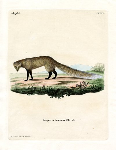 Hvidhalede Mongoose (farvet indgravering) af German School