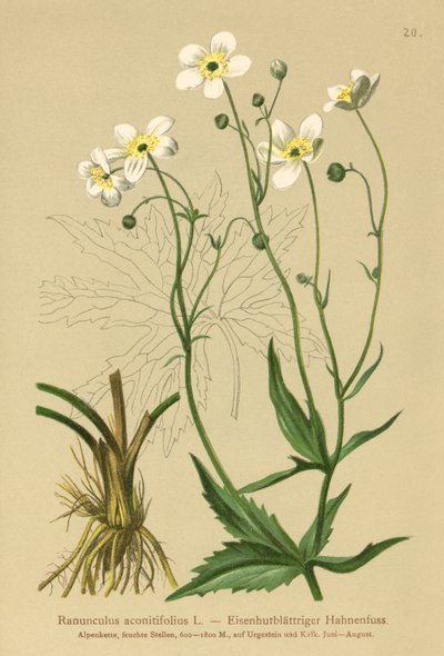 Hvid Bachelors Knapper (Ranunculus aconitifolius) af German School