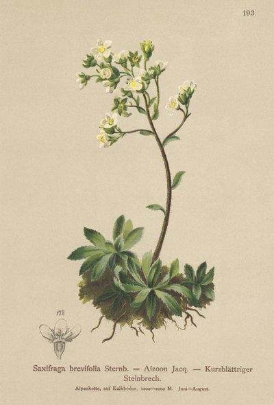 White Mountain Saxifrage (Saxifraga brevifolia, Saxifraga Aizoon) af German School