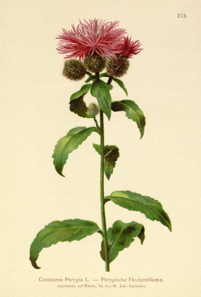 Paryk-Knapseurt (Centaurea Phrygia) af German School