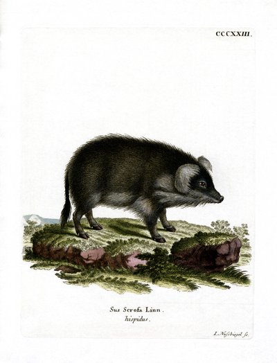 Vildsvin (farvet gravering) af German School