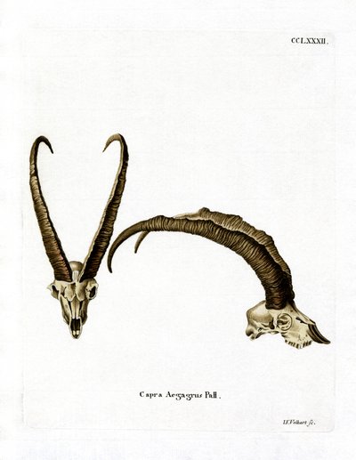 Vildgedehorn (farvet gravering) af German School