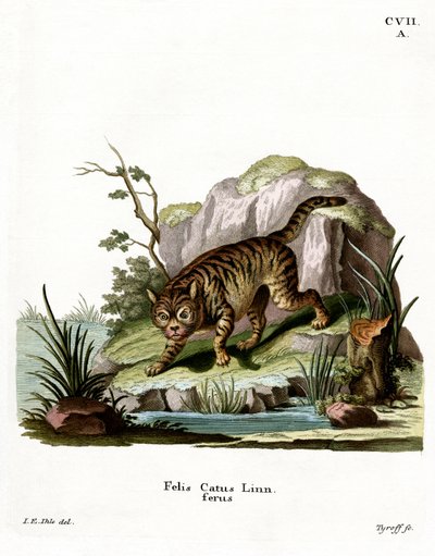Wildcat (farvet gravering) af German School