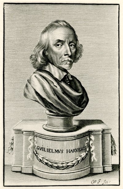 William Harvey af German School