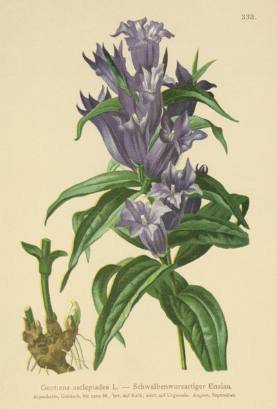 Pil Ensian (Gentiana asclepiadea) af German School