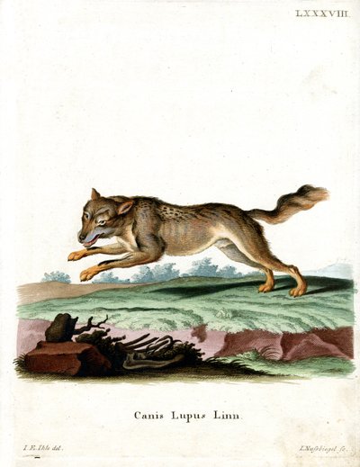Wolf (farvet gravering) af German School
