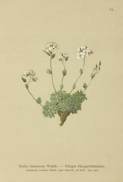 Wolley Whitlow-Græs (Draba tomentosa) af German School