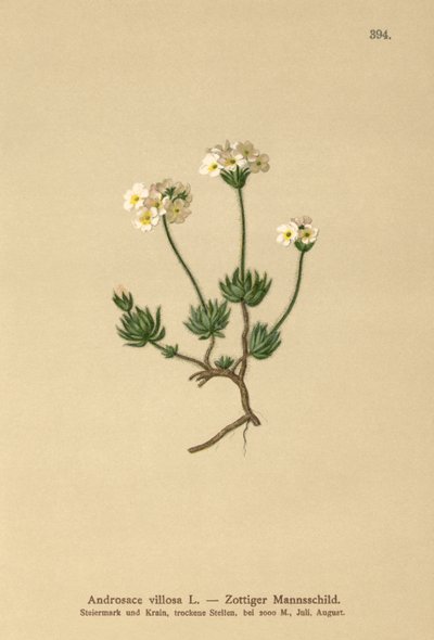 Voldsom klippejasmin (Androsace villosa) af German School