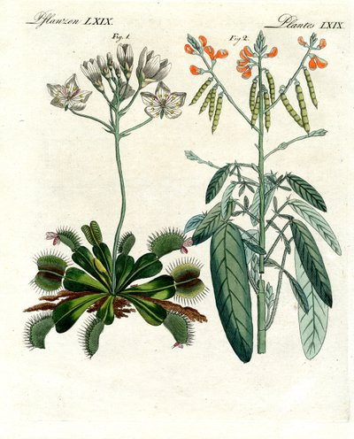 Vidunderlige planter (farvet gravering) af German School
