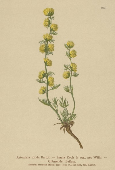 Malurt (Artemisia nitida, Artemisia lantana) af German School
