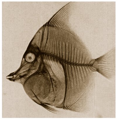 Røntgen af en fisk ca. 1890 af German School