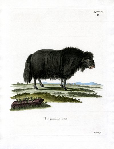 Yak (farvet gravering) af German School