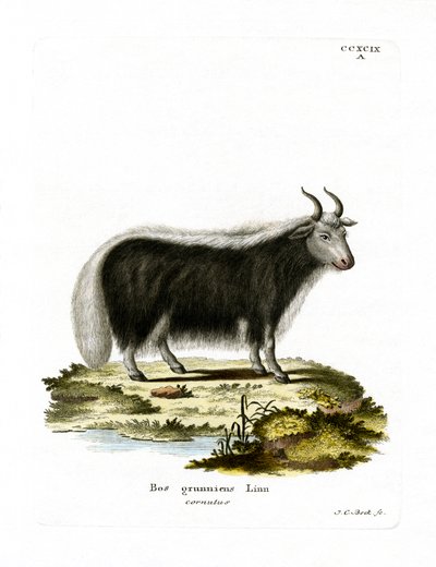 Yak (farvet gravering) af German School