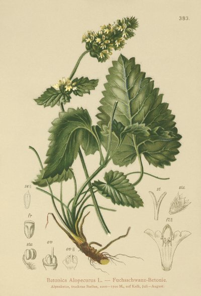Gul Betony (Betonica Alopecurus, Stachys alopecuros) af German School