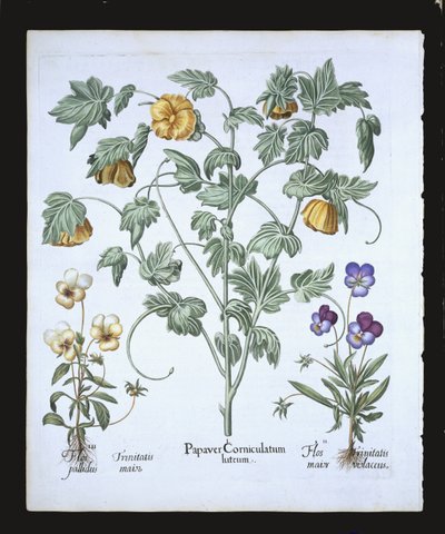 Yellow Horned Poppy, fra Hortus Eystettensis af Basil Besler (1561-1629), pub. 1613 (håndfarvet gravering) af German School