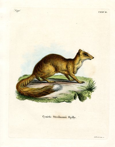 Gul Mongoose (farvet gravering) af German School
