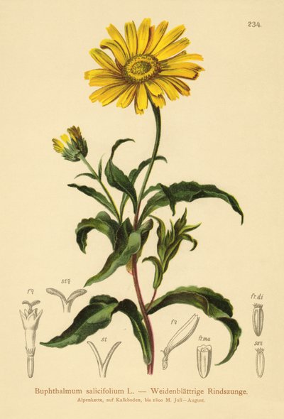 Gult okseøje (Buphthalmum salicifolium) af German School