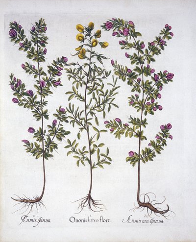 Yellow Rest-Harrow, Pink Rest-Harrow og Pink Torny Rest-Harrow, fra Hortus Eystettensis, af Basil Besler (1561-1629), pub. 1613 (håndkoloreret gravering) af German School