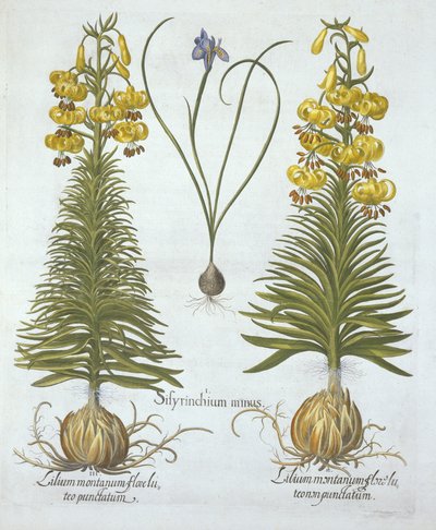 Yellow Turkscap Lily med løg og dværg blåøjet græs, fra Hortus Eystettensis, af Basil Besler (1561-1629), pub. 1613 (håndkoloreret gravering) af German School
