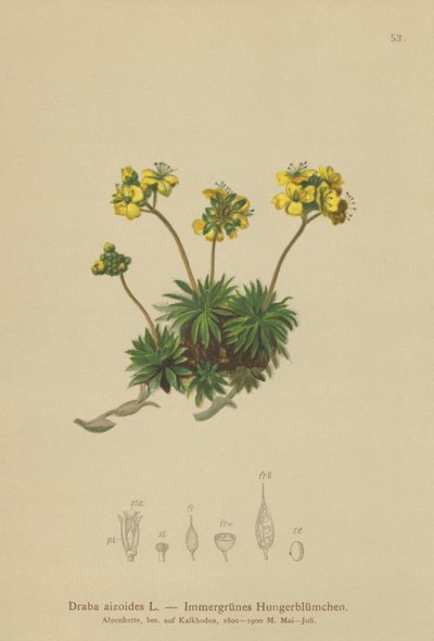 Gul hvidgræs (Draba aizoides) af German School