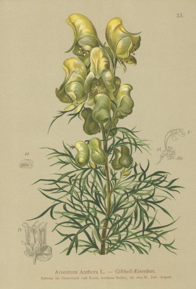 Gul hestehov (Aconitum anthora) af German School