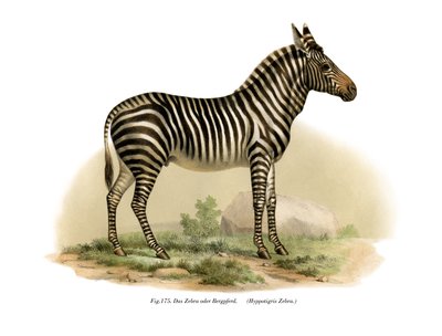 Zebra, 1860 af German School