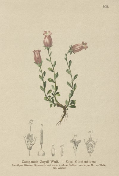 Zois klokkeblomst (Campanula Zoysii) af German School