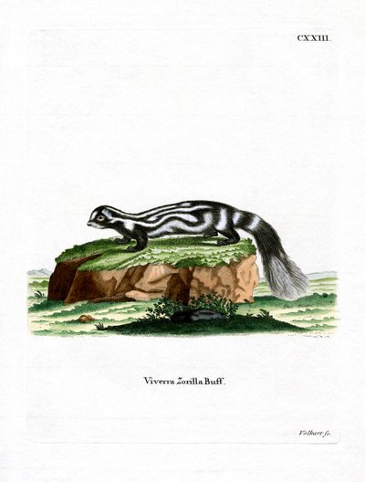 Zorilla (farvet gravering) af German School