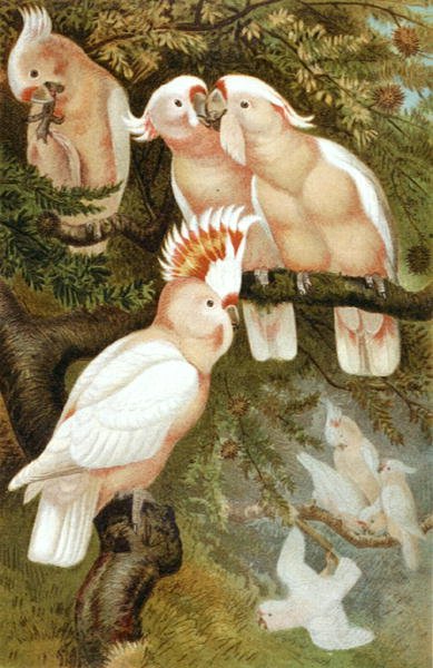 dnca kakadue, tallerken fra "Brehms Tierleben: Allgemeine Kunde des Tierreichs", bind 5, s.380, udgivet af Bibliographisches Institut af German School