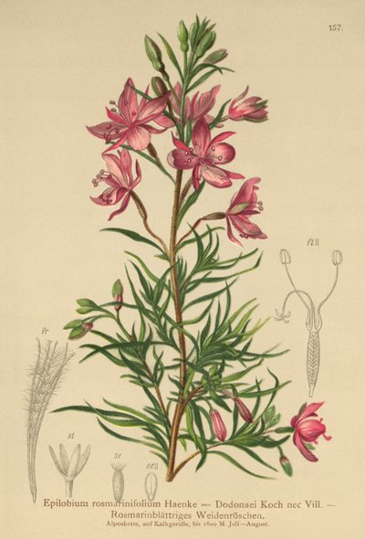 Rosmarinbladet pileklokke (Epilobium rosmarinifolium, Epilobium Dodonaei) af German School