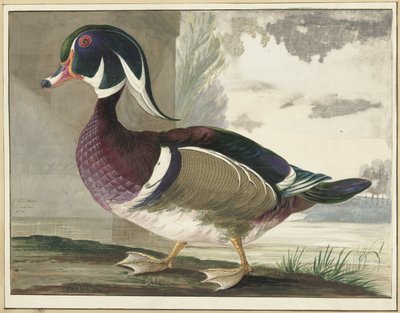 carolina and af Gerrit van den Heuvel