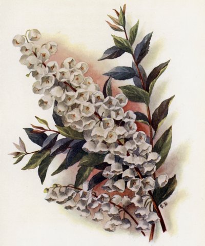 Andromeda Beautiful v Cassinefolia af Gertrude Hamilton