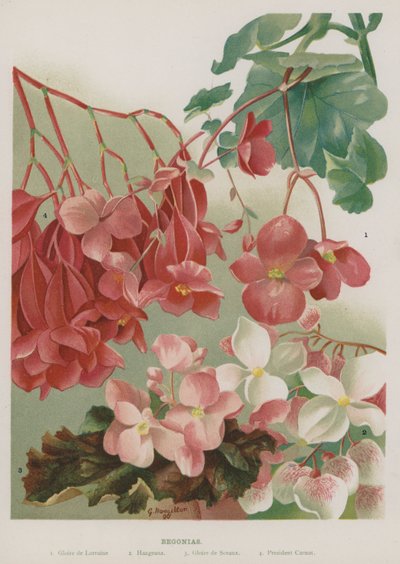 Begonia af Gertrude Hamilton