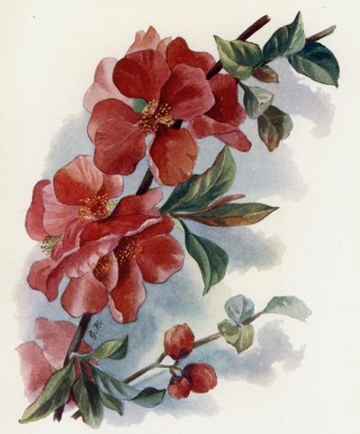 Cydonia Japanese mod Cardinal af Gertrude Hamilton