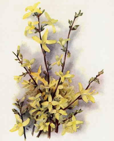 Forsythia Suspensa af Gertrude Hamilton