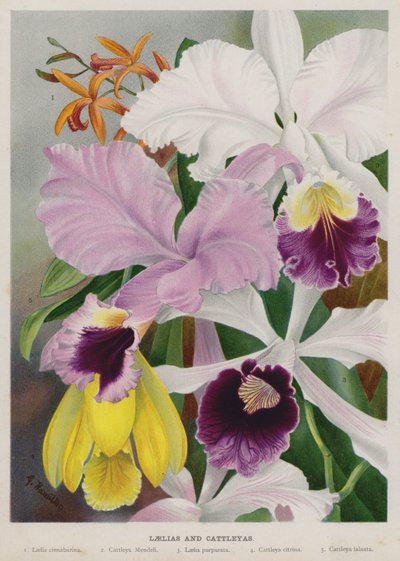 Laelias og Cattleyas af Gertrude Hamilton