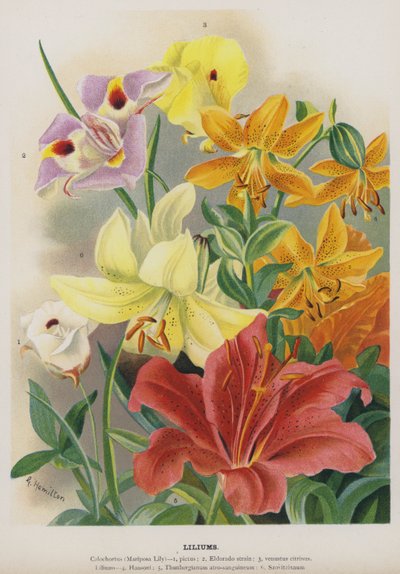 Lilier af Gertrude Hamilton