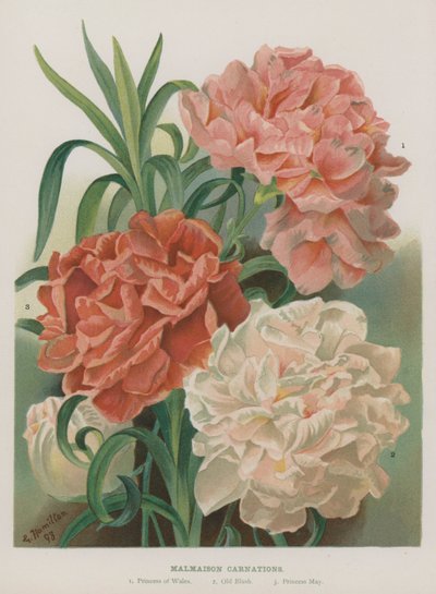 Malmaison nelliker af Gertrude Hamilton