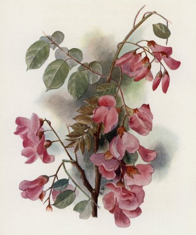 Robinia Hispida af Gertrude Hamilton