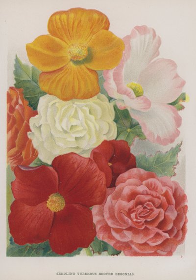 Frøplante Knoldrodede Begonia af Gertrude Hamilton