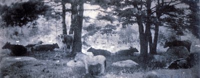 The Pathos of the Jackass af Gertrude Käsebier
